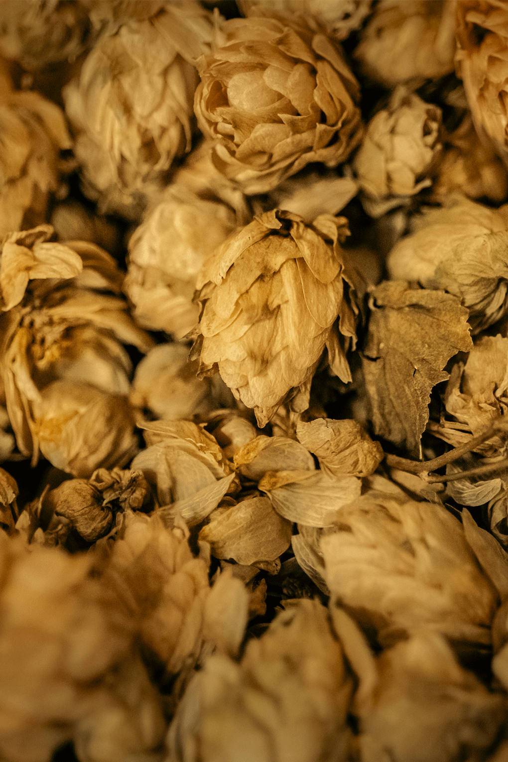 Primo piano di coni di luppolo essiccati, ingrediente fondamentale per la produzione della birra, con tonalità calde